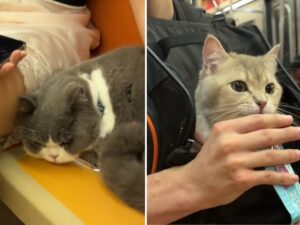 Campioni di buone maniere: questi British Shorthair sì che sanno come comportarsi in metropolitana