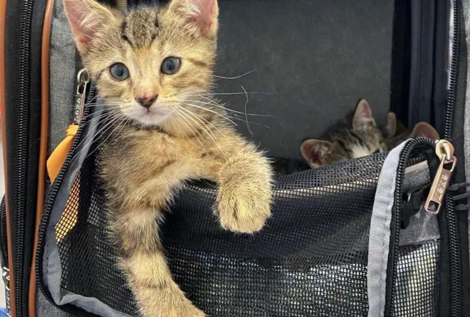 gattina con zampa ferita