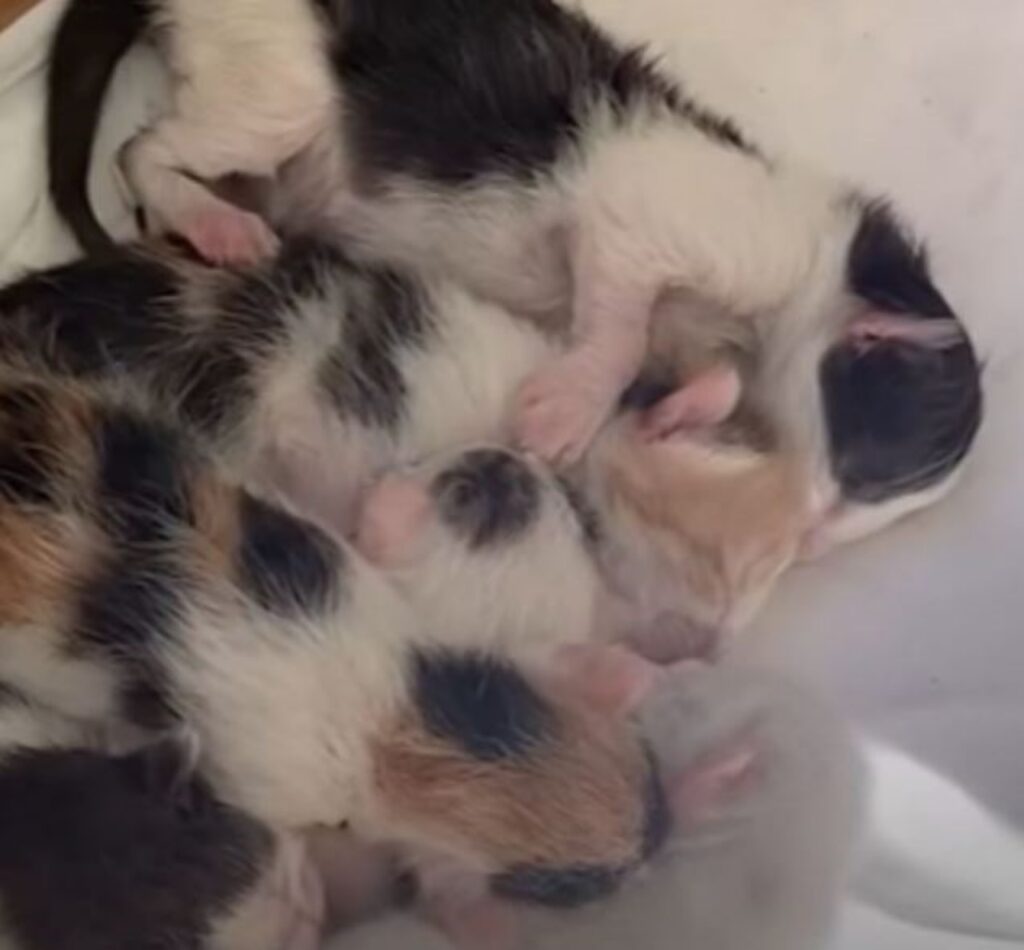 dei piccoli gattini appena nati