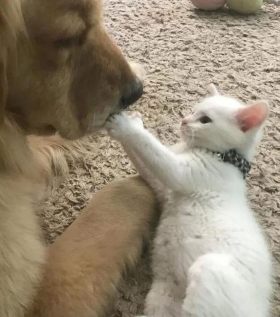 un gattino affetto da polidattilia