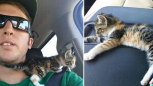 Stava vagando nel mezzo di una strada affollata, ma il gattino era a un passo da una svolta felice