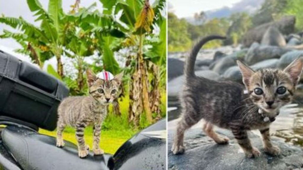 un gattino dolcissimo