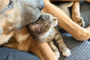 Il gatto riesce in un’impresa speciale: rubare il cuore del cane che vive a casa sua