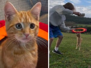 Questo gattino arancione ha un’abilità di saltare i cerchi che è a dir poco fuori scala