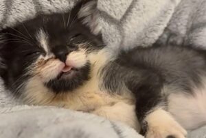 Il minuscolo gattino arrivato al rifugio aveva bisogno d’aiuto più degli altri: un gatto anziano gli ha fatto da maestro