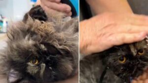 Il gatto randagio dal pelo gravemente aggrovigliato ha chiesto aiuto a persone gentili e la sua vita è cambiata