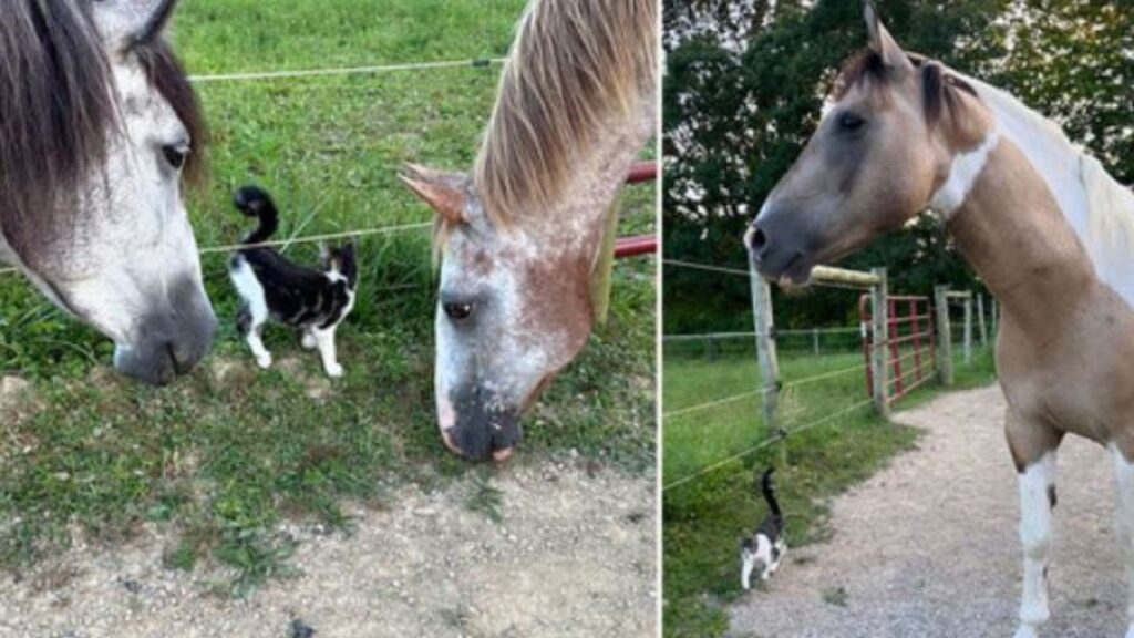 un gatto con un cavallo