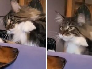 Il Maine Coon tenta di fare amicizia con il cane spaventato, ma ha evidenti difficoltà