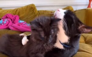 Un uomo prende un gattino al suo gatto anziano, ma non si aspettava cosa sarebbe successo dopo (VIDEO)