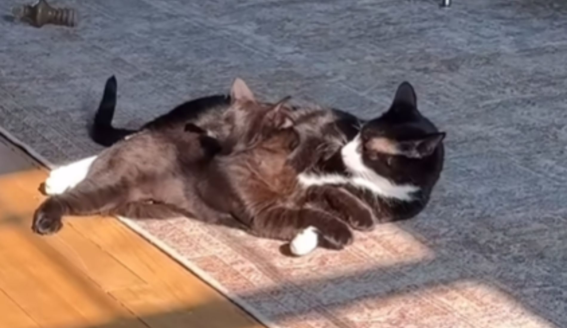 gatto e nuovo amico