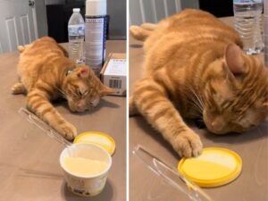 Il tentativo del gatto arancione di rubare lo yogurt è tutto da ridere