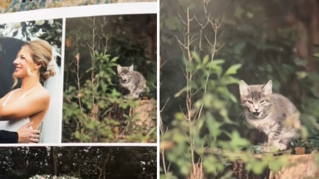 gattino protagonista della foto