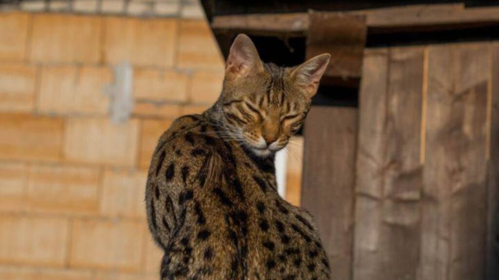 gatto con manto maculato