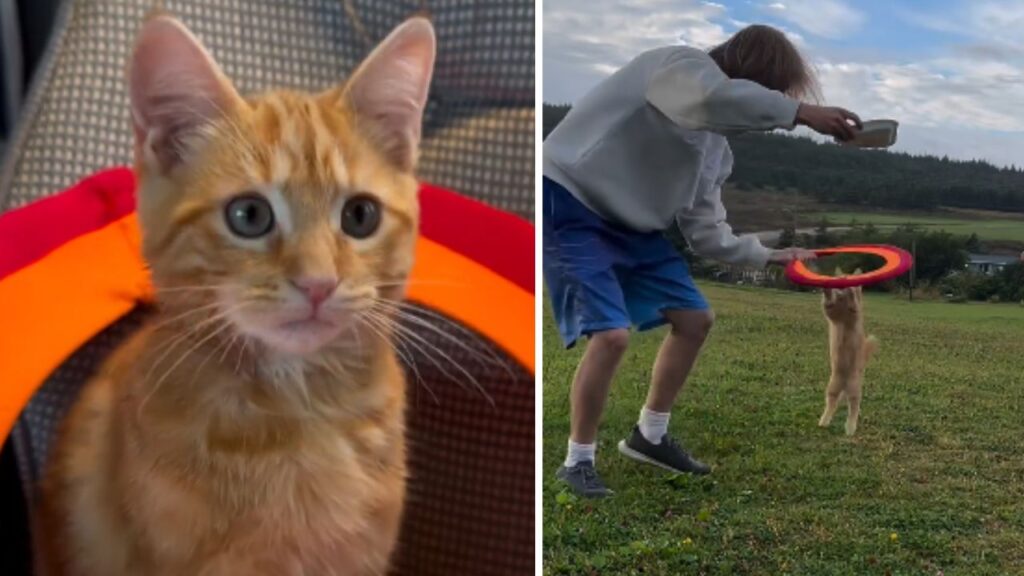 gattino in compagnia di un uomo