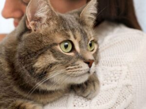 Una donna caccia di casa il fidanzato dopo averlo sentito imprecare contro il suo gatto