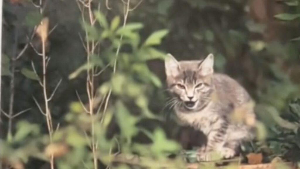 gattino tra le piante