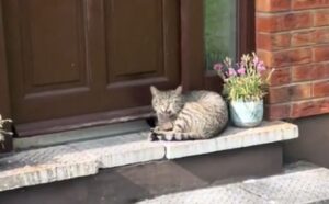 Una donna torna a casa e trova un gatto randagio che si comporta come se stessa affittando la dimora (VIDEO)