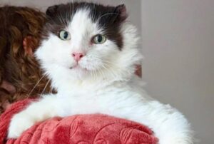 Il gatto è passato dal vivere all’esterno al saper gestire la casa, aiutando altri gatti e gattini