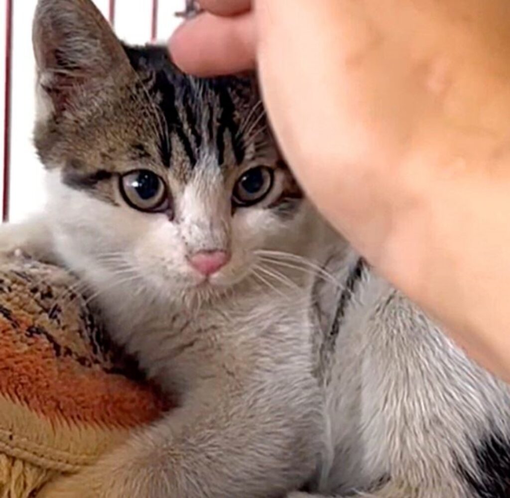 un gattino piccolo di nome Milou