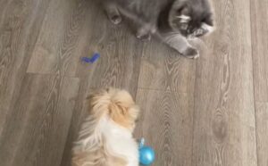 Il gatto siberiano scopre il nuovo cucciolo ma è amore: diventano migliori amici (VIDEO)