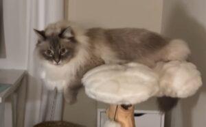 Il gatto Siberiano dimostra che il suo pelo ha un compito che va oltre l’essere semplicemente bellissimo (VIDEO)