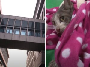 Rimasto bloccato in cima a un edificio per quattro giorni, il gatto viene salvato e rivela una dolce sorpresa