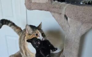 La donna decide di adottare un altro gatto, ma quello che era già in casa è confuso: “Non ce la faccio” (VIDEO)