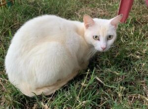 55 gatti chiusi in un appartamento nel mantovano: si cerca ora una nuova casa per ognuno