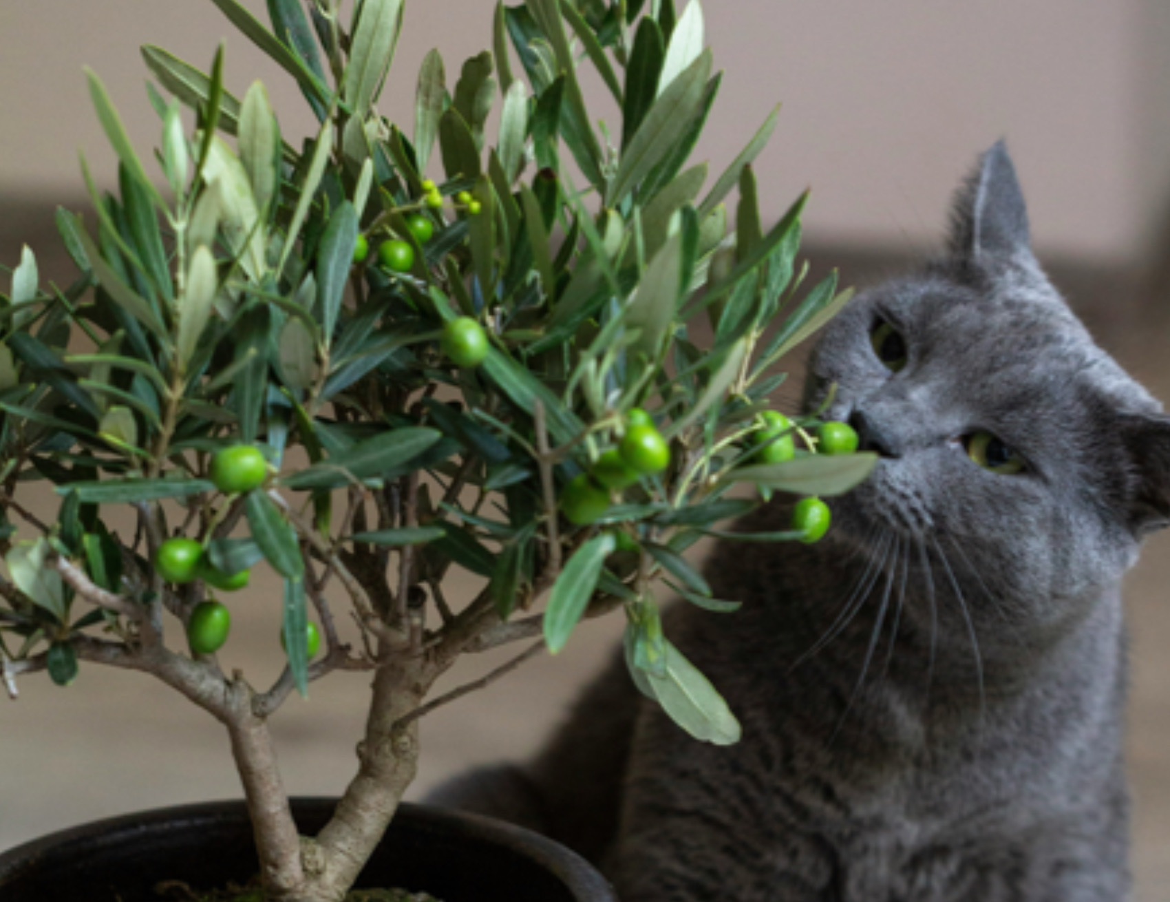 Gatto guarda le olive