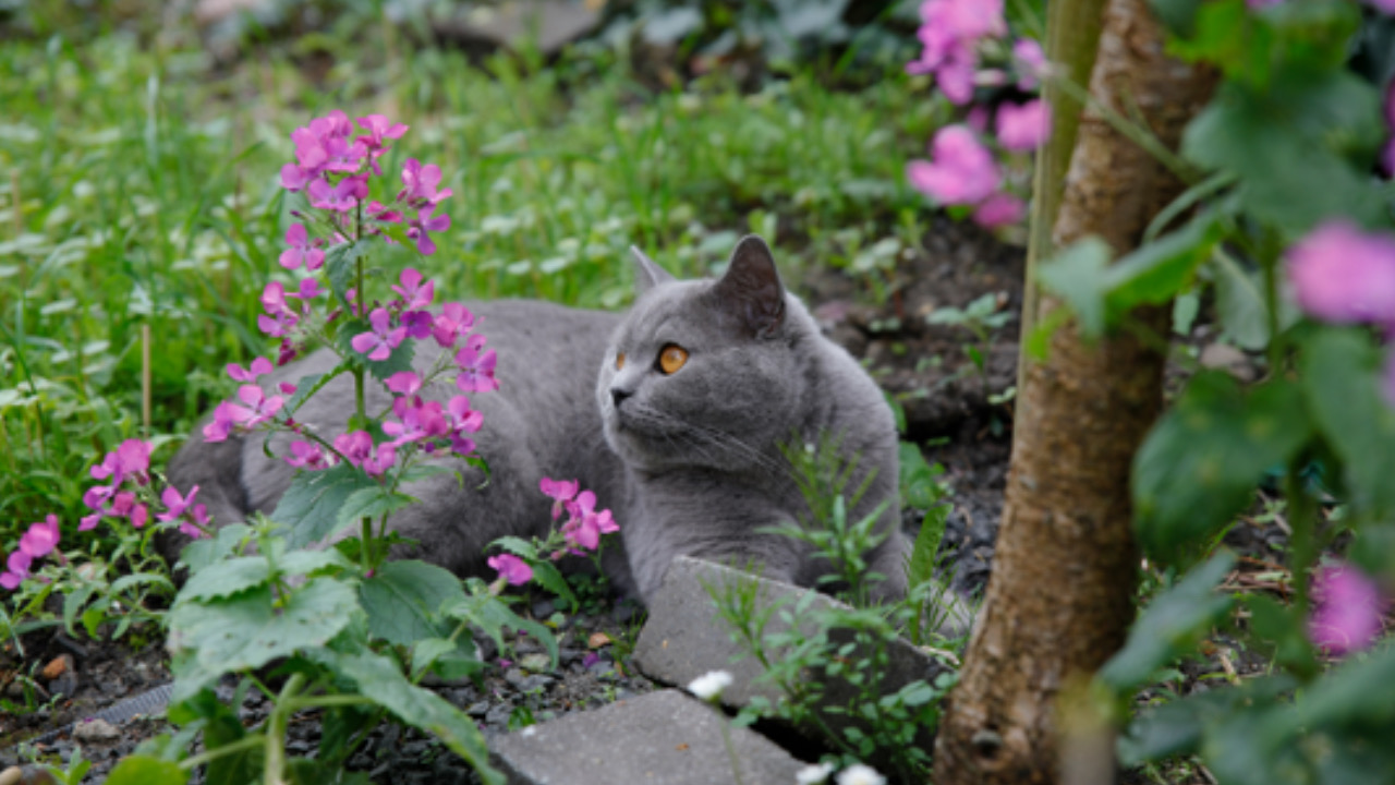 Gatto nella natura