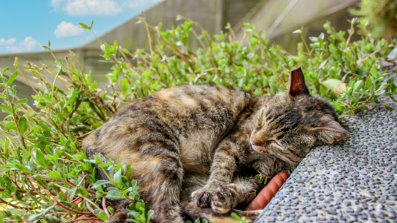 Gatto a terra