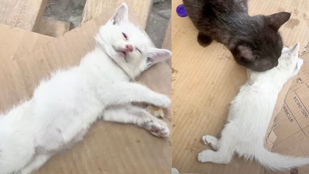 Gatto nero veglia sul cucciolo bianco