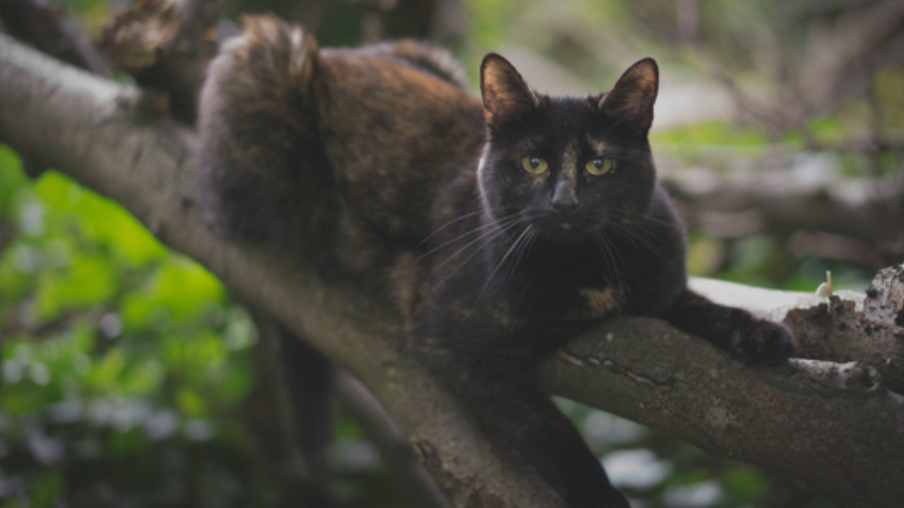 Gatto sull’albero