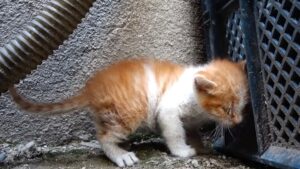 Dopo che il gattino si è ammalato, mamma gatta si è rifiutata di prendersi cura di lui: era solo al mondo – Video