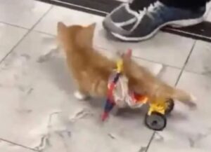 È pura gioia! Il gattino paralizzato inizia a correre quando finalmente riceve il suo carrellino