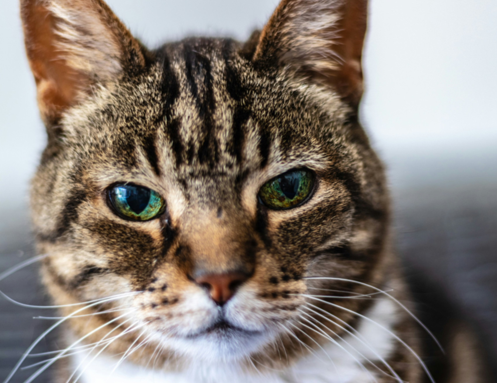 Gatto guarda avanti