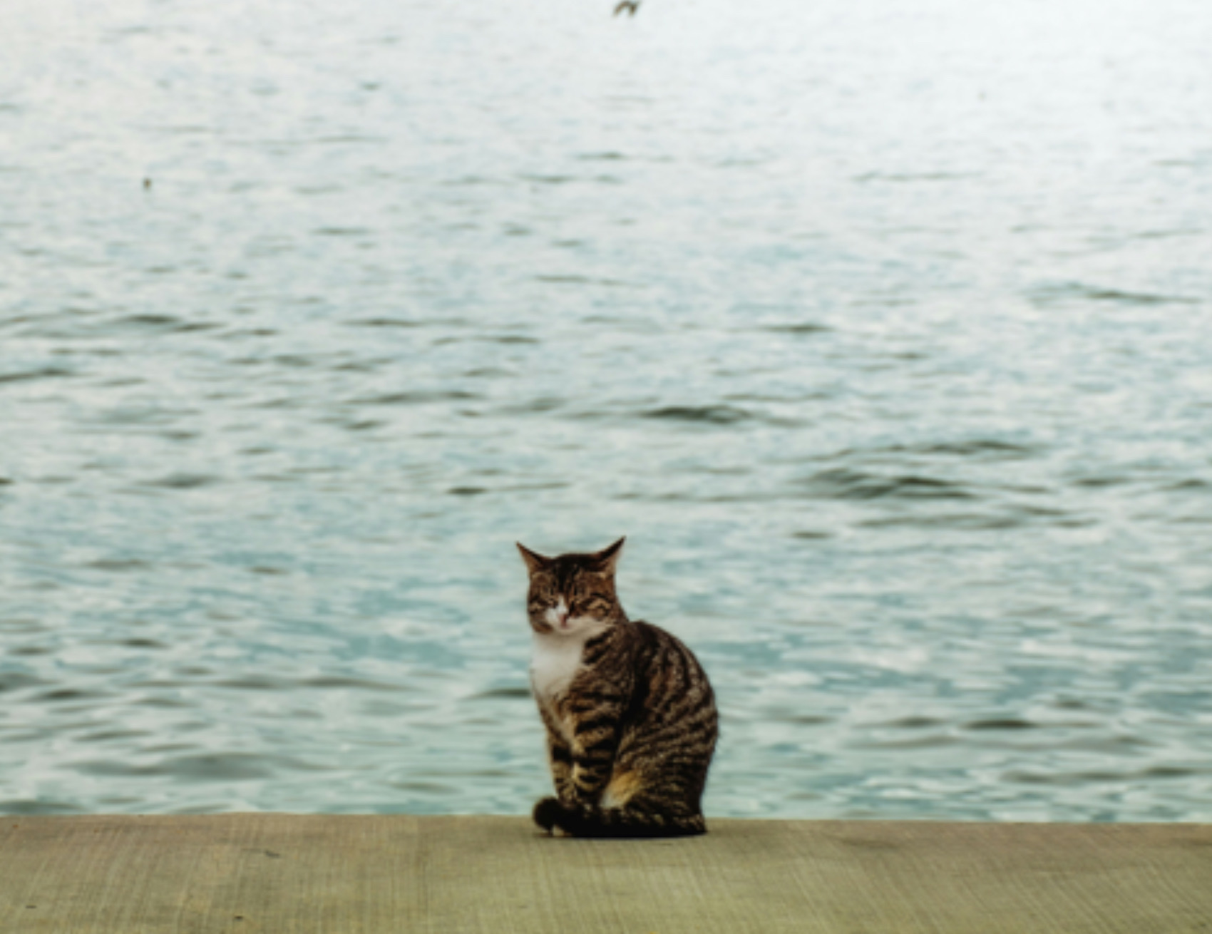 Gatto guarda fisso