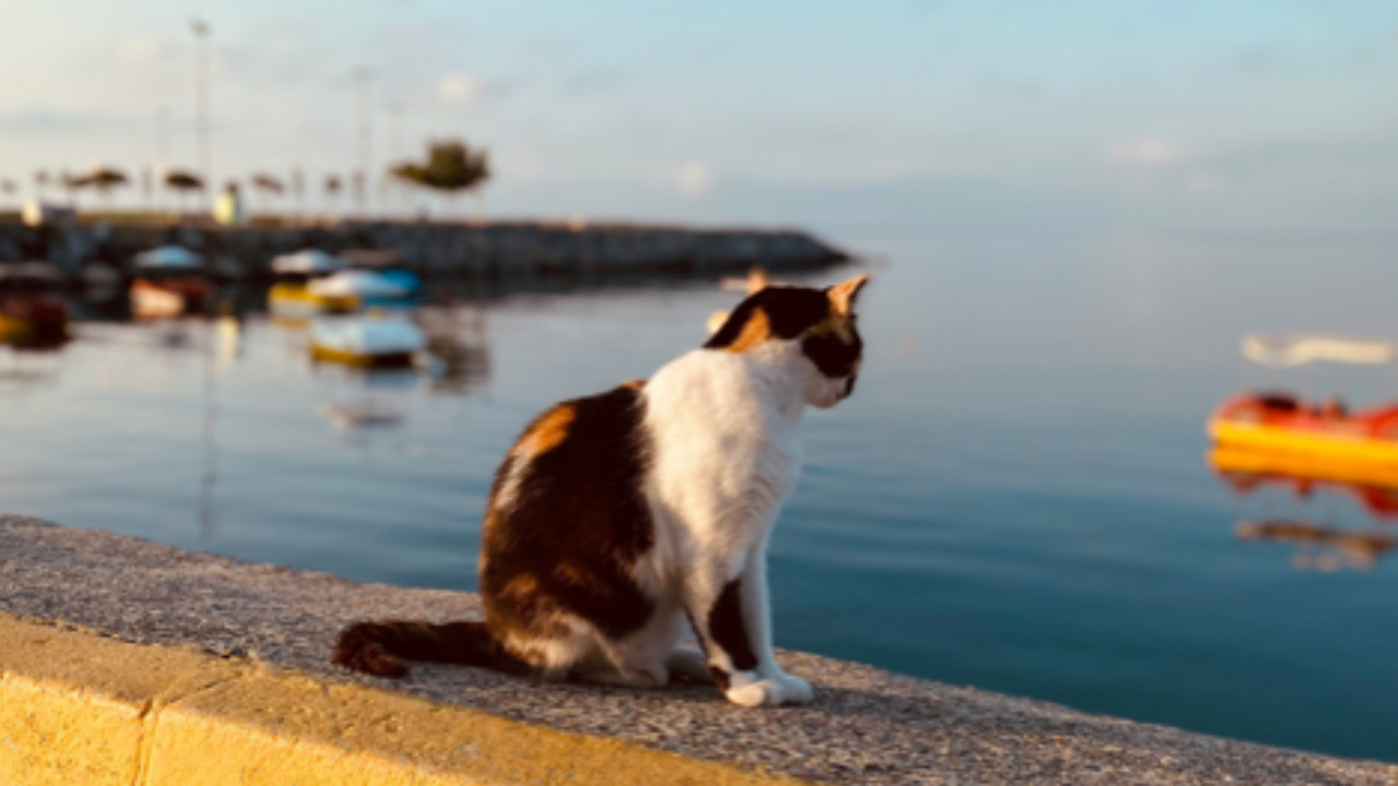 Gatto guarda a lato