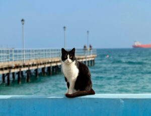 E tu sai che cosa erano (e cosa sono) i gatti di bordo?