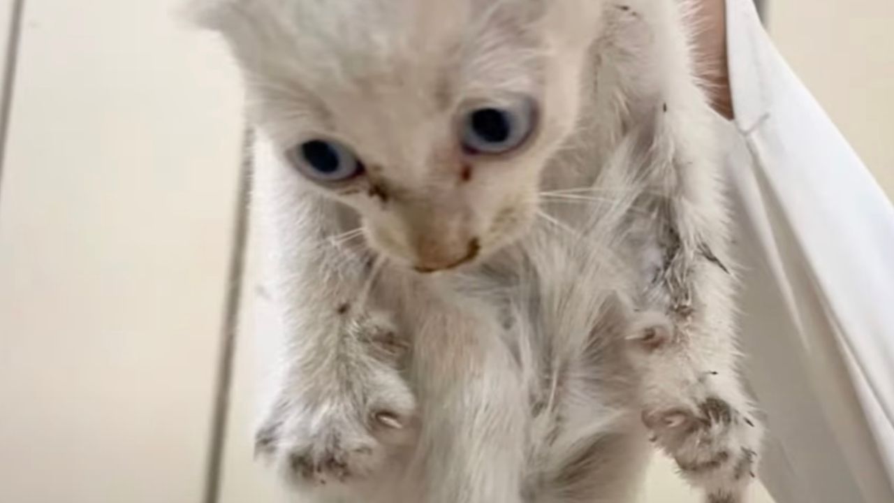 Gatto dal pelo bianco