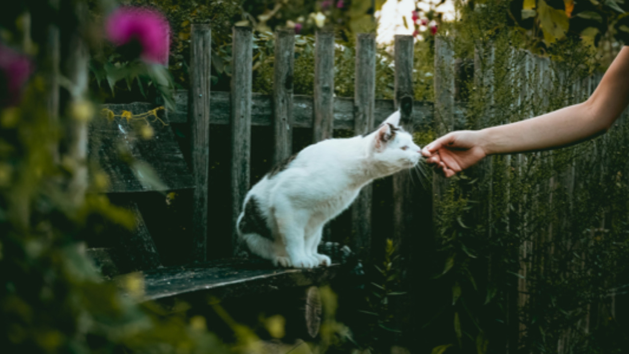 Gatto lecca la mano