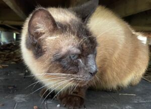 Gatto siamese polidattilo che non aveva mai conosciuto l’amore trova finalmente la sua famiglia ideale