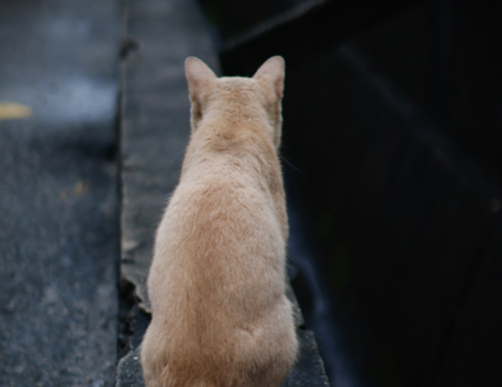 Gatto di spalle