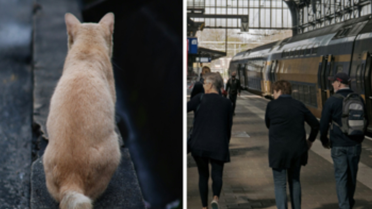 Gatto in stazione