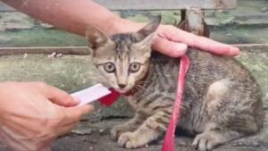 Hanno trovato un gatto legato con una corda di nylon: qualcuno era stato crudele con lui – Video