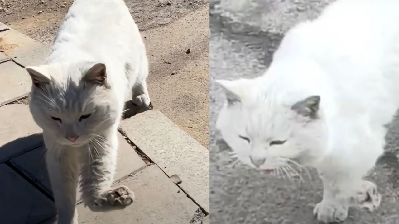 Gatto bianco con artigli rotti