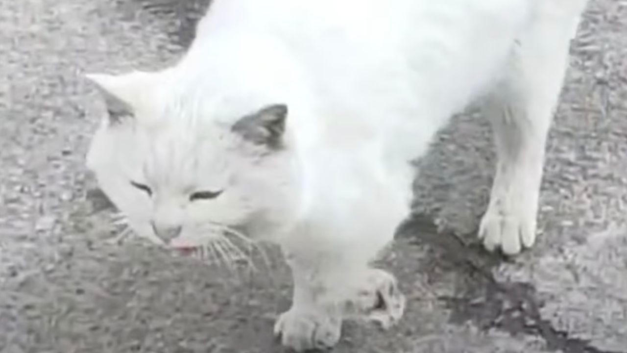 Gatto bianco fatica a camminare