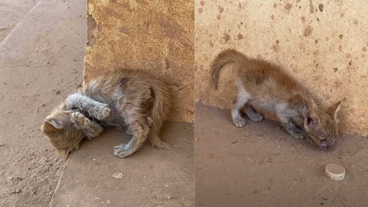 Gattino arancione cerca aiuto