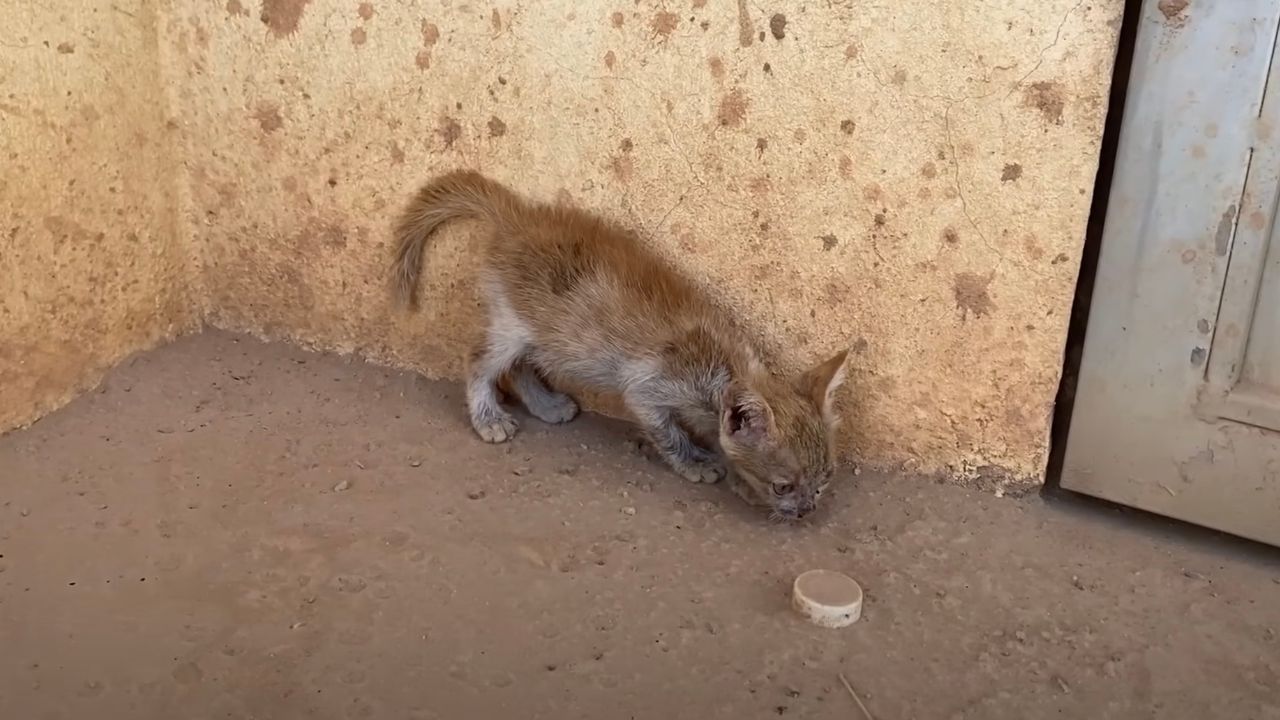 Gattino cerca di sopravvivere