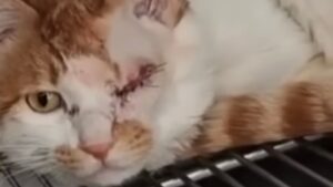 Il gattino disabile è stato lasciato con il collo legato: era condannato a una fine terribile – Video